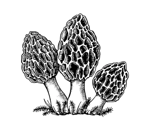 Jeu de dessin vectoriel de champignons morchella — Image vectorielle