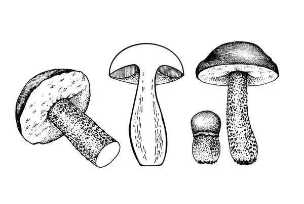 Ensemble vectoriel de dessin bolet et champignons bolet — Image vectorielle