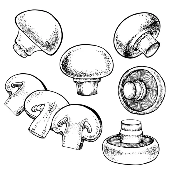 Zestaw wektorowy grzybów champignon — Wektor stockowy