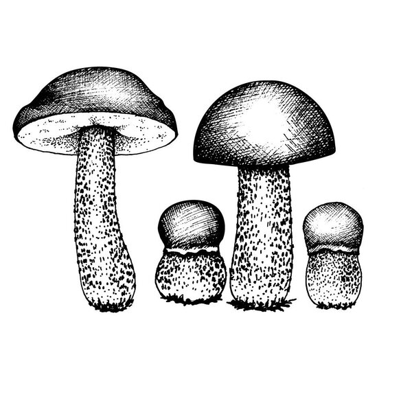 Vector set of drawing boletus and boletus mushrooms