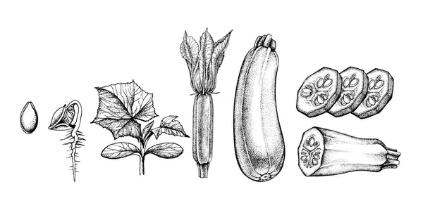 Vektorillustration Set der Vektorzeichnung von Zucchini — Stockvektor