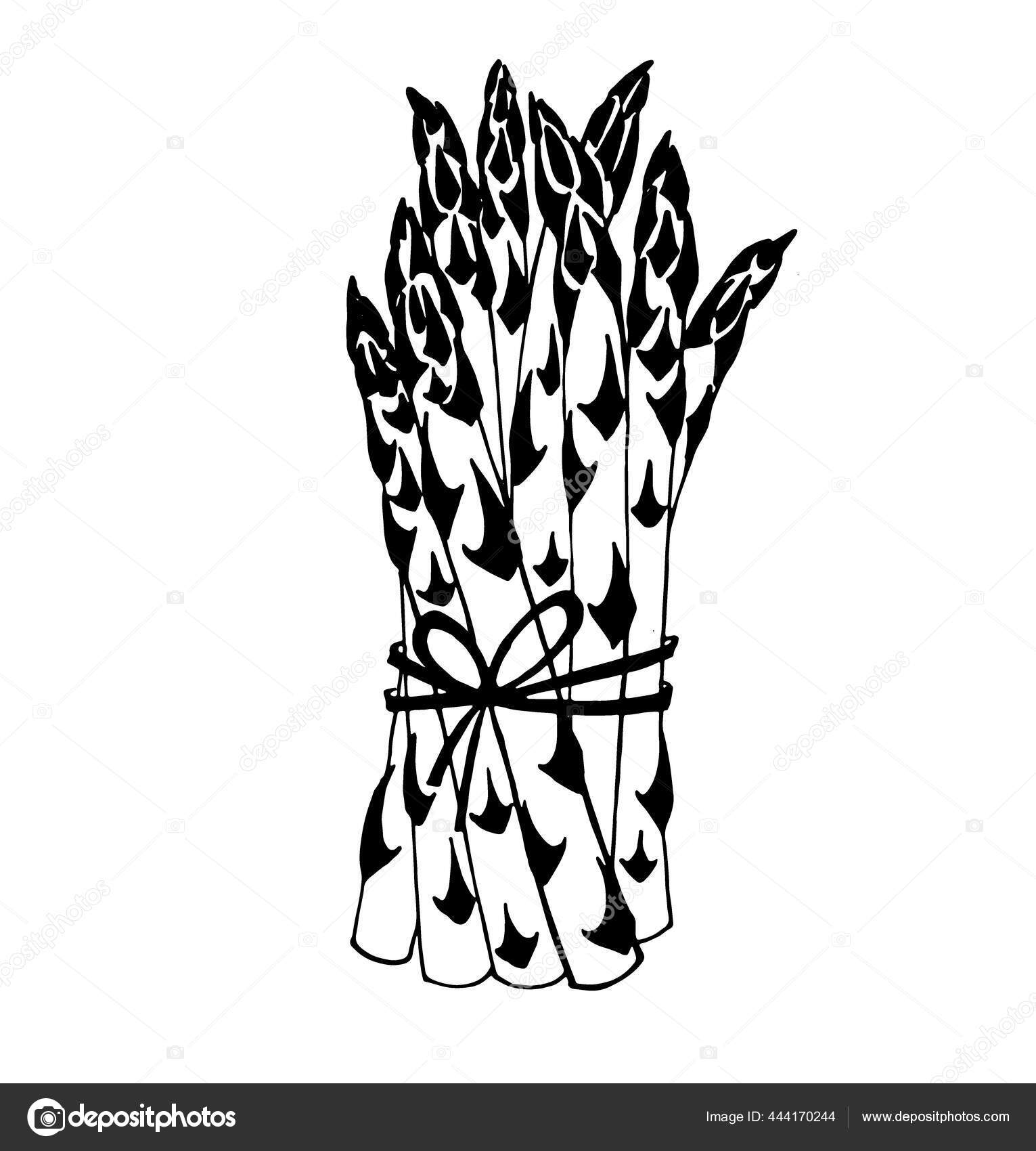 Dibujo vectorial de espárragos Vector de stock #444170244 de ©artelka_lucky, image size:1531x1700
