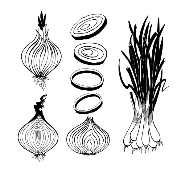 Hand Drawn of Spring Onion on White Background Drawing by Iam Nee - Pixels