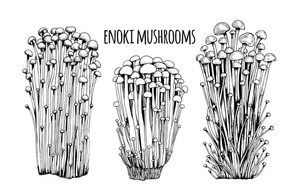 Champignons Enoki Vecteur — Image vectorielle