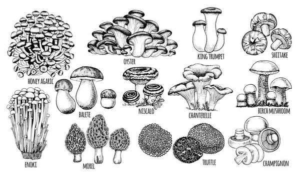 Set eetbare paddenstoelen Vector — Stockvector