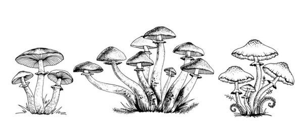 Champignons toxiques vecteur — Image vectorielle