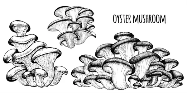 Oesterpaddenstoelen Vector — Stockvector