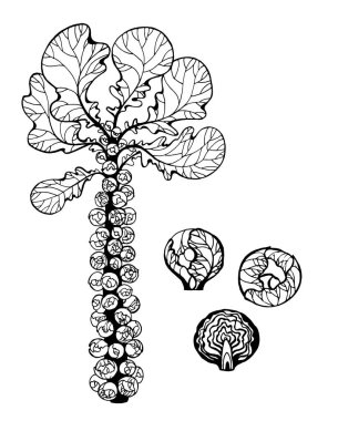 Lahana seti. El yapımı Brüksel lahanaları, beyaz lahana, brokoli, karnabahar, sağlıklı organik yiyecekler, vejetaryen yiyecekler, beyaz arka planda izole edilmiş taze sebzeler.