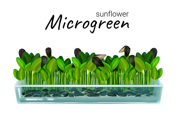 Growing microgreen sunflower — Foto de Stock