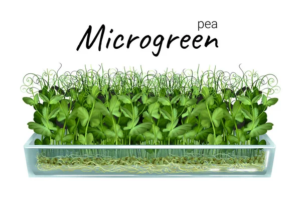 Growing microgreen peas — Foto de Stock