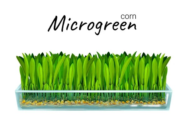 Growing microgreen corn — Foto de Stock