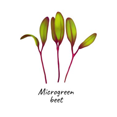 Genç mikroyeşil pancar 