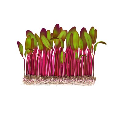 Mikroyeşil pancar ekimi