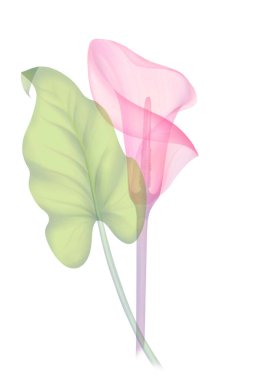 Şeffaf çiçek zambakları seti yumuşak pembe renkte, beyaz bir zemin üzerinde el çizimi X-ray çiçek kalla yaprakları narin yapraklar çiçek yapısının botanik çizimleri