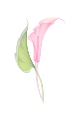 Şeffaf çiçek zambakları seti yumuşak pembe renkte, beyaz bir zemin üzerinde el çizimi X-ray çiçek kalla yaprakları narin yapraklar çiçek yapısının botanik çizimleri