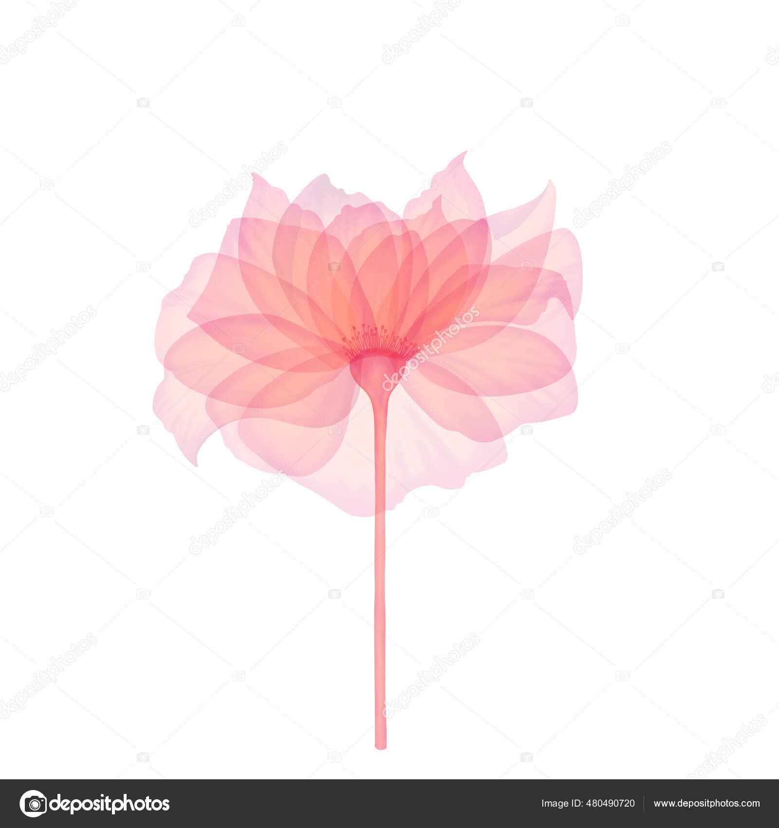 Rosa Rosa Transparente Rayos Flor Rosa Brote Flor Delicada Pétalos — Foto de  stock #480490720 © artelka_lucky, image size:1600x1700