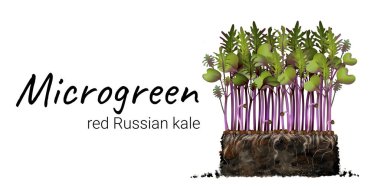 Mikroyeşil Rus lahanası, taze filizlenme, toprakta tohumlar, bitki kökleri, toprak vegan sağlıklı besin gelişimi tohum filizlenmesi gerçekçi el emeği beyaz arka planda izole edilmiş.