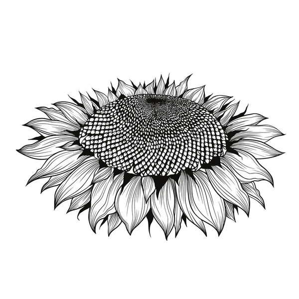 Ayçiçeği vektörü siyah ve beyaz grafikler, kenar görüş, beyaz arka plan, linocut, gerçekçi çizim, çizgi sanatı. Tek bir ayçiçeği. Tohumlar ve yapraklar. Tarım, sonbahar ayçekirdeği