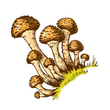İllüstrasyon bal agarik mantarlar, agarik el yapımı, yenilebilir mantarlar, çizgili grafik rengi düz çizimler, sağlıklı organik yiyecekler, beyaz arka planda izole edilmiş vejetaryen taze mantarlar.