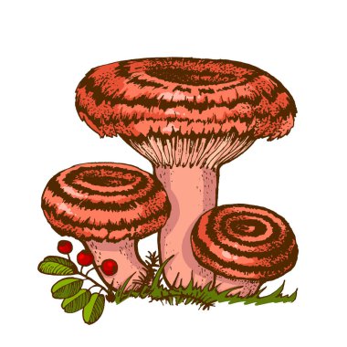 Yenebilir russule mantarı, Mercan sütlü mantar mantarı mantarı çizimi el yapımı boletus, beyaz arka planda paketleri basmak için izole edilmiş mantar ailesi, sonbahar sezonu mantar toplamak için.