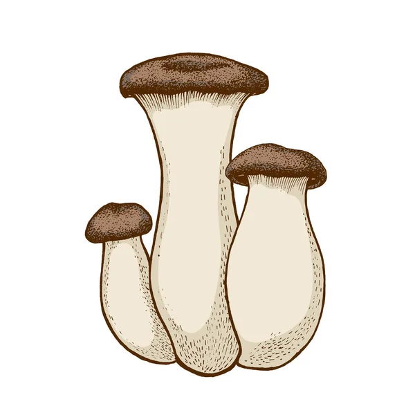 Illustratie King Trompet Paddestoelen Met Hand Getrokken Eetbare Paddestoelen Grafische — Stockfoto