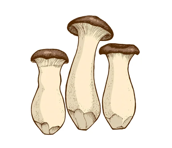 Illustration Königstrompeten Pilze Handgezeichnete Essbare Pilze Grafische Farbflachzeichnung Mit Linien — Stockfoto