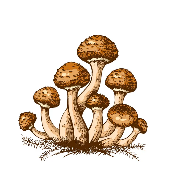 Champignons Comestibles Miel Agarique Illustration Dessinée Main Famille Agarique Champignons — Photo