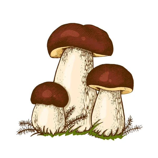Cogumelos Porcini Cogumelos Balete Comestíveis Ilustração Desenhada Mão Boletus Boleto — Fotografia de Stock