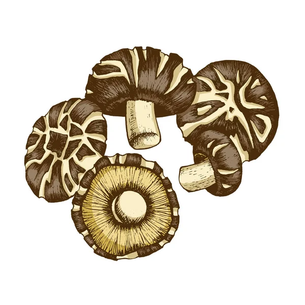 Shiitake Pilz Handgezeichnete Illustration Essbare Pilzfamilie Grafische Zeichnung Mit Linien — Stockfoto