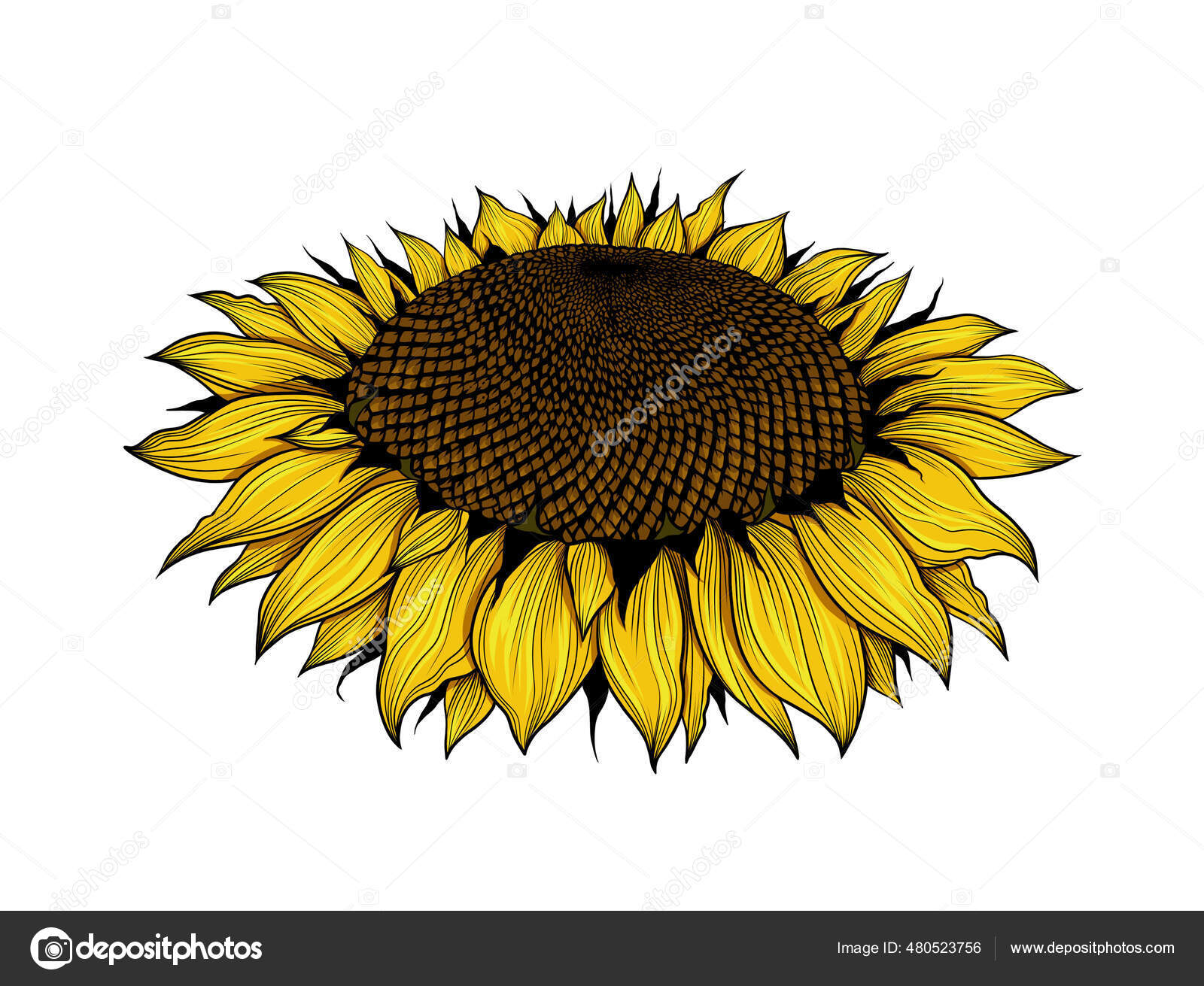 Sunflower Flower Hand Drawn Yellow Flower Side View Isolated White