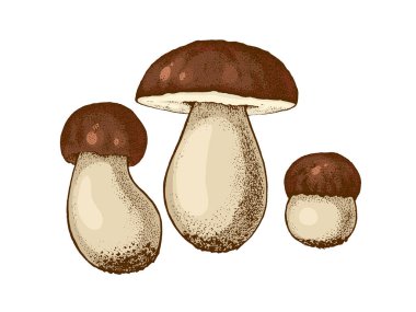 Balete mantarı, el yapımı boletus mantarı, yenilebilir aile mantarları, grafik renkli düz çizgiler, sağlıklı organik yiyecekler, beyaz arka planda izole edilmiş vejetaryen taze mantarlar.