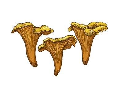Chanterelle mantarları, el yapımı mantarlar, yenilebilir mantar ailesi, çizgili grafik rengi düz çizimler, sağlıklı organik yiyecekler, beyaz arka planda izole edilmiş vejetaryen yemekleri.