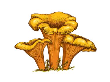 Chanterelle mantarları, el yapımı mantarlar, yenilebilir mantar ailesi, çizgili grafik rengi düz çizimler, sağlıklı organik yiyecekler, beyaz arka planda izole edilmiş vejetaryen yemekleri.
