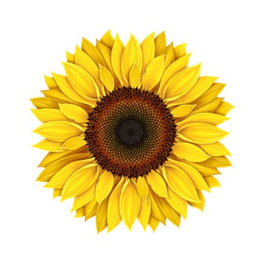 Beyaz arka planda izole edilmiş ayçiçeği, gerçekçi bir çizim. Sarı çiçek, tek bir ayçiçeği. Sarı bir çiçeğin tohum ve yaprakları. Tarım, sonbahar ayçekirdeği hasadı.