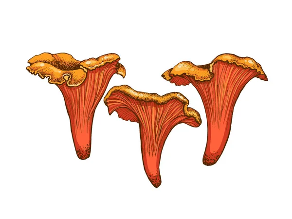 Chanterelle mantarları, el yapımı mantarlar, yenilebilir mantar ailesi, çizgili grafik rengi düz çizimler, sağlıklı organik yiyecekler, beyaz arka planda izole edilmiş vejetaryen yemekleri.