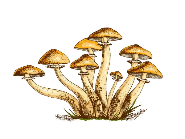 Champignons Empoisonnés Illustration Dessinée Main Famille Champignons Non Comestibles Champignons — Photo