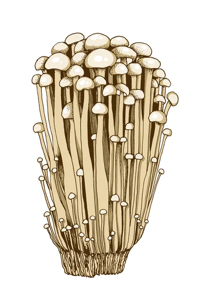 Enoki Pilze Illustration Handgezeichnet Familie Der Speisepilze Asiatische Traditionelle Küche — Stockfoto