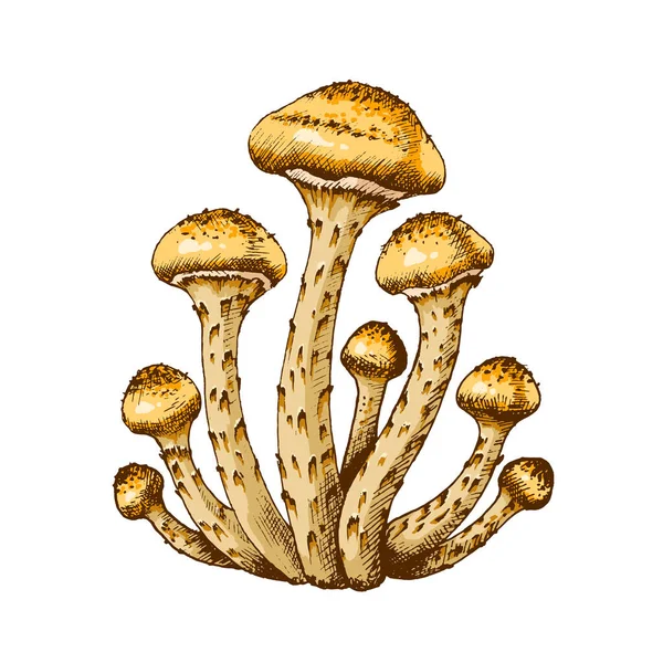 Їстівні гриби ілюстрація — стокове фото