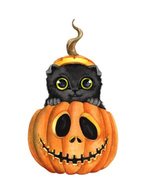 Kara kedi kabağın içinde oturuyor.