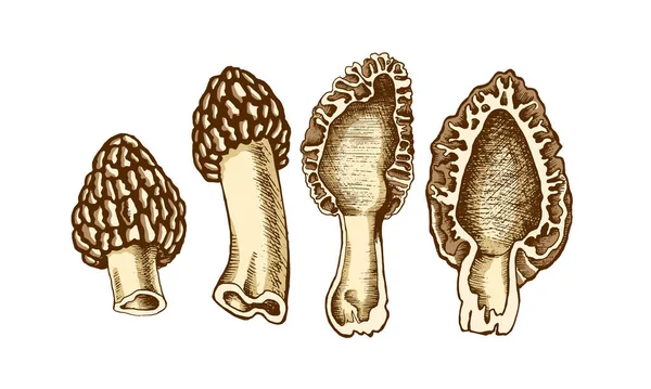 Иллюстрация грибов Мореля — стоковое фото