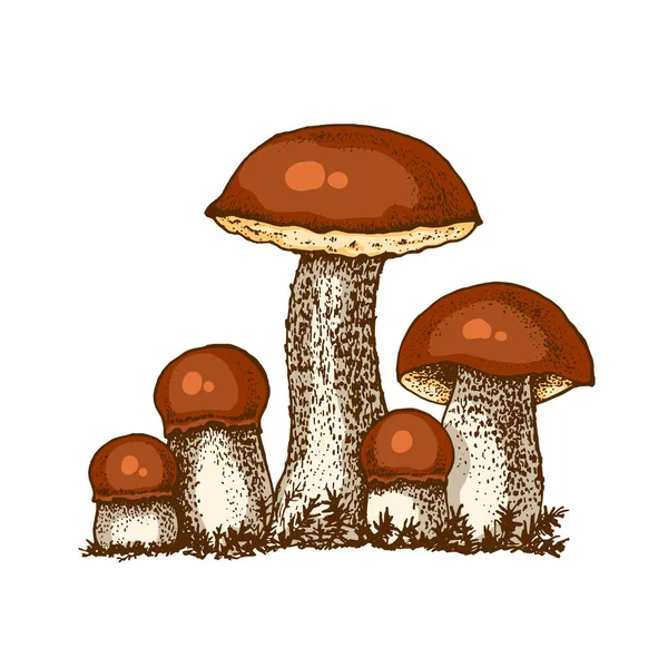 Uppsättning svamp av boletus — Stockfoto