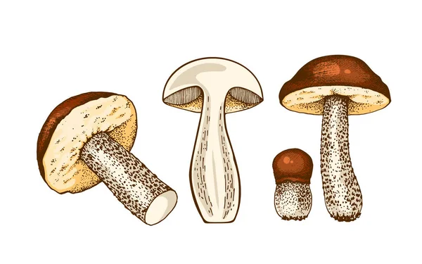 Набір грибів болету — стокове фото