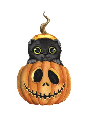 Kara kedi kabağın içinde oturuyor.