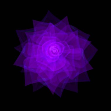 Mor şeffaf gül, çiçek röntgeni, narin çiçek tomurcuğu, taç yaprakları ve gül yaprakları, el çizimi dijital bahar çiçekleri, siyah arka planda izole edilmiş botanik çiçek dokusu, tebeşir.