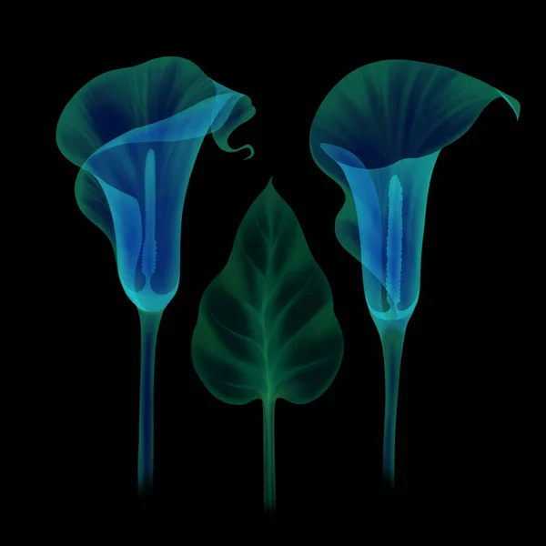 Zet transparante bloem calla — Stockfoto
