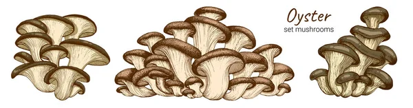 Ostron svamp illustration — Stockfoto