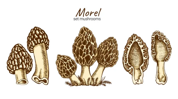 Morel svamp illustration — Stockfoto