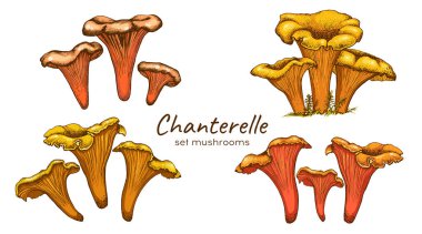 Chanterelle mantarlarının resmi.