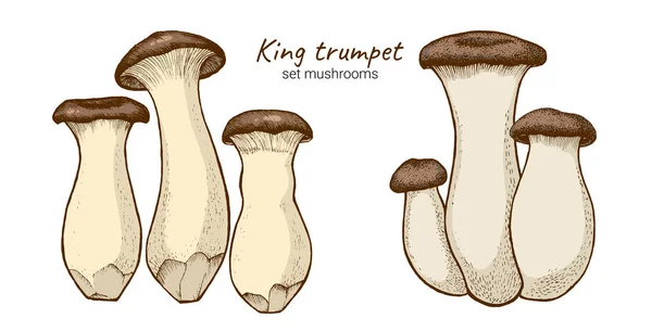 Иллюстрация короля трубы — стоковое фото