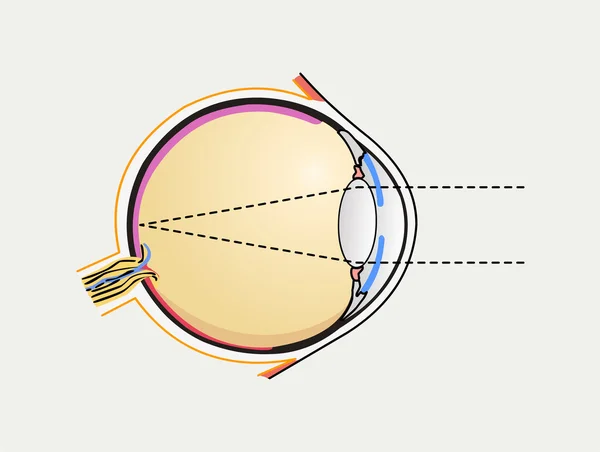 Menselijk oog Diagram — Stockvector